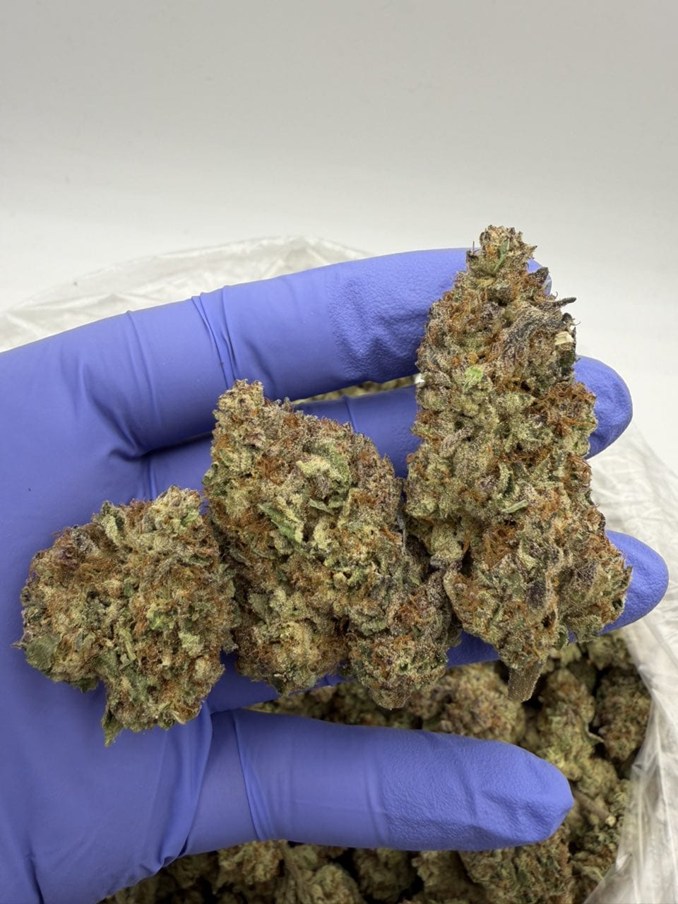 Chemlatto Weed Strain Chemlatto Weed Strain