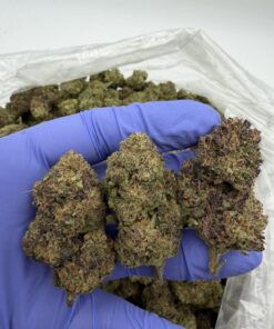 Candy Slushie Strain