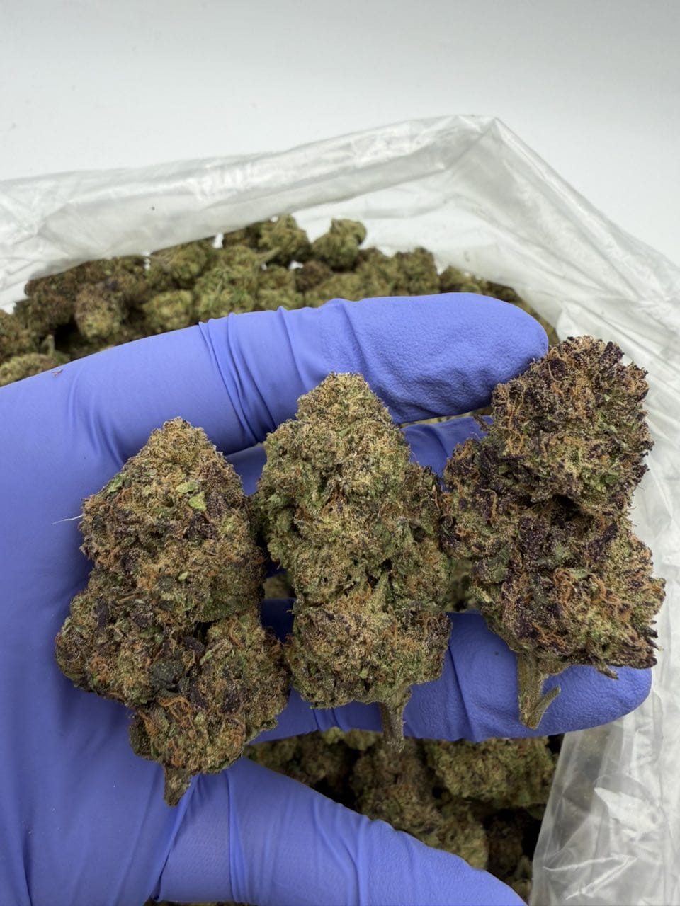 Candy Slushie Strain Candy Slushie Strain