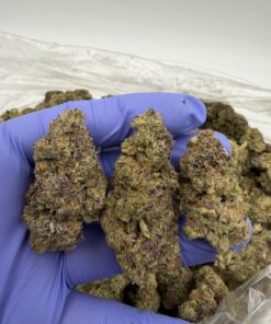 Purple Milk Strain UK