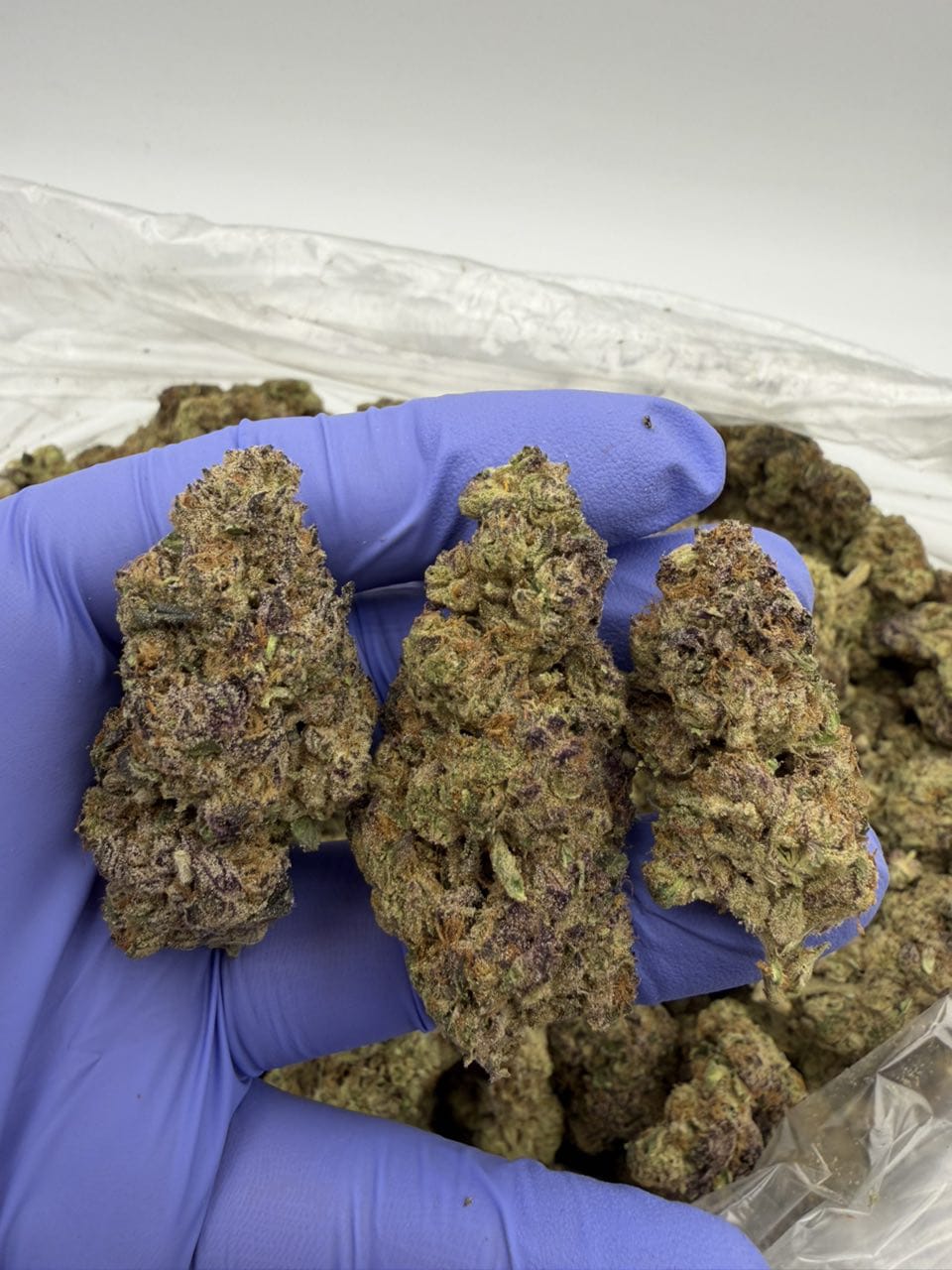 Purple Milk Strain UK Purple Milk Strain UK