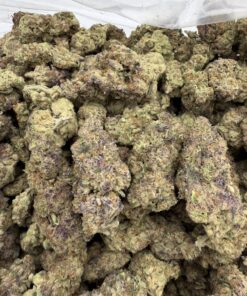 Purple Milk Strain UK