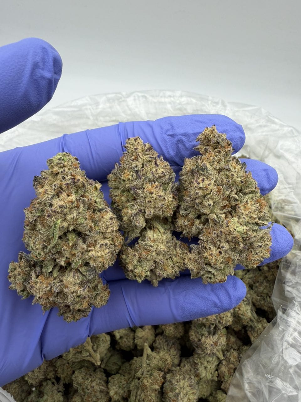 Vanilla Frosting Strain Vanilla Frosting Strain