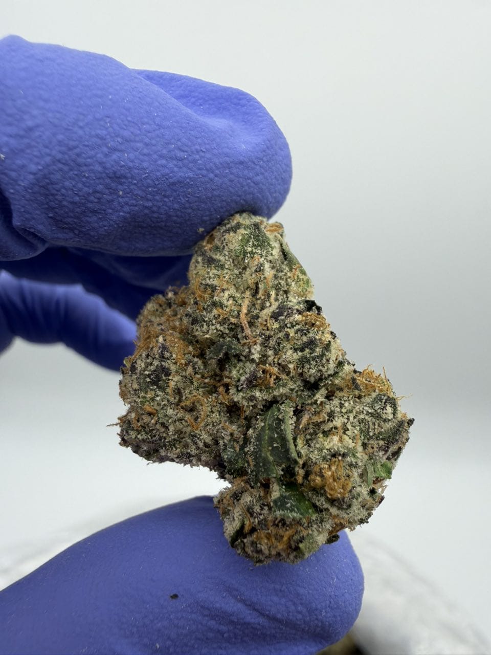 Atomic Apple Strain Atomic Apple Strain