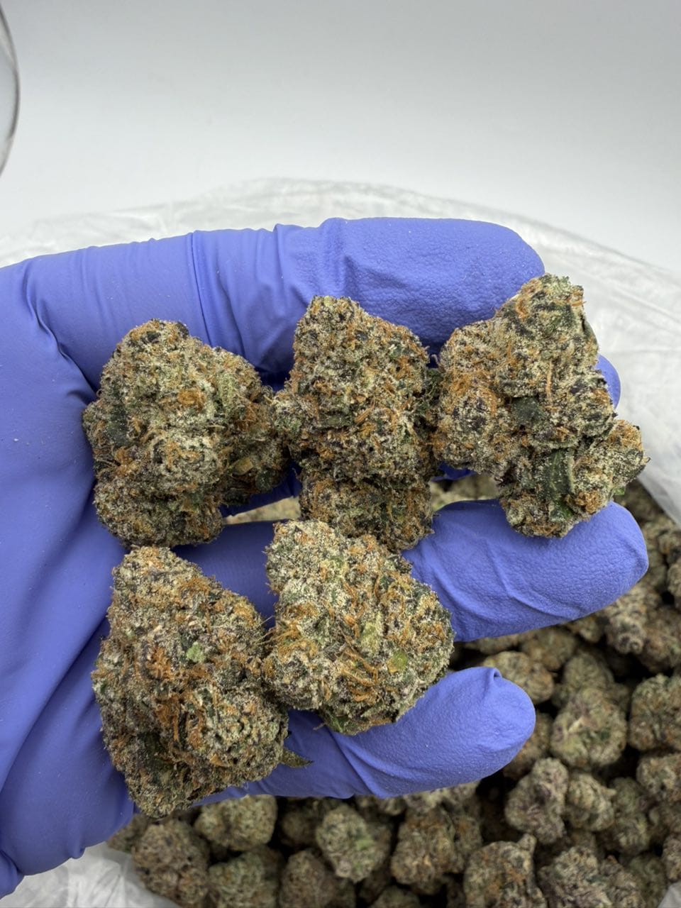 Atomic Apple Strain Atomic Apple Strain